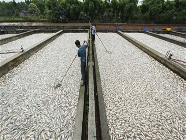 کاهش ۲ هزار تنی تولید ماهی در استان بر اثر خشکسالی