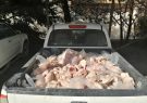 کشف محموله 400 کیلو گرمی مرغ غیر قابل مصرف در یاسوج / ضرب و شتم کارشناس دامپزشکی حین انجام وظیفه