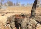 پرونده متهمان قطع درختان روستای مختار یاسوج به دادگاه ارسال شد