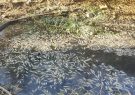شکایت محیط زیست از کشاورزان متخلف در کهگیلویه | مرگ بیش از ۱۰ هزار ماهی رودخانه دره‌شور دهدشت در پی برداشت غیر‌مجاز آب + تصاویر