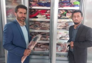 توزیع ۱۲تن گوشت مرغ وگوسفندی منجمد تنظیم بازار در شهرستان لنده