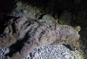 بی رحمی سارقان به یک قلاده خرس در شهرستان چرام