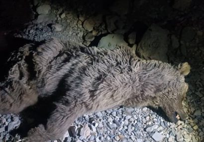 بی رحمی سارقان به یک قلاده خرس در شهرستان چرام