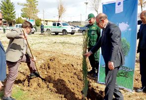 کاشت نهال درخت توسط مخابرات کهگیلویه وبویراحمد
