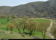 تیغ تیز زمین‌خواری بر گلوی طبیعت کهگیلویه و بویراحمد