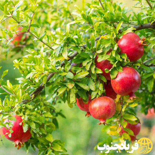 پیش‌بینی برداشت بیش از ۳۰ تن انار از باغات شهرستان لنده؛ رونق تولید در ۱۰ هکتار از باغات انار