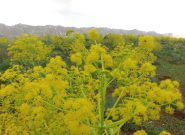 شکوفایی اقتصاد سبز در کوهستانهای کهگیلویه و بویراحمد شکوفایی اقتصاد سبز در کوهستانهای کهگیلویه و بویراحمد