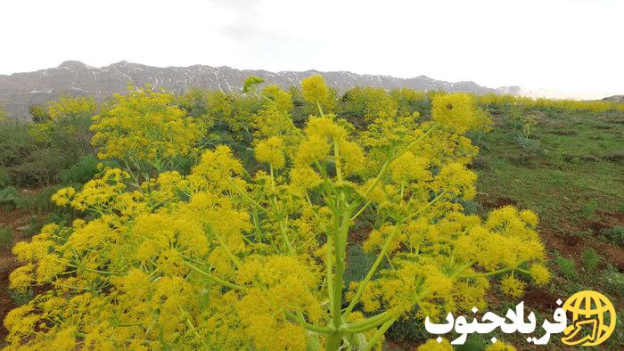 شکوفایی اقتصاد سبز در کوهستانهای کهگیلویه و بویراحمد شکوفایی اقتصاد سبز در کوهستانهای کهگیلویه و بویراحمد