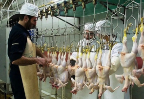 هشدار دادستان یاسوج به کشتارگاه مرغ یاسوج