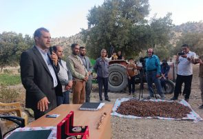 آغاز رسمی کشت زعفران در روستای بن زرد بخش پاتاوه قطب تولید استان