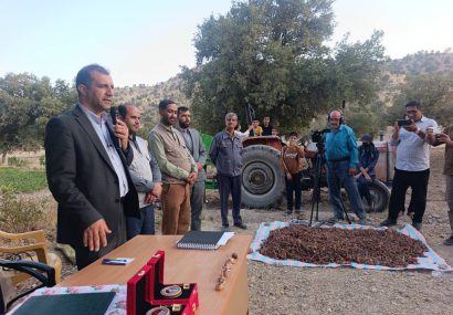آغاز رسمی کشت زعفران در روستای بن زرد بخش پاتاوه قطب تولید استان آغاز رسمی کشت زعفران در روستای بن زرد بخش پاتاوه قطب تولید استان