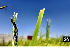 بِشار یاسوج؛ جشنواره سرسبزی و شکرانه دستان کشاورز
