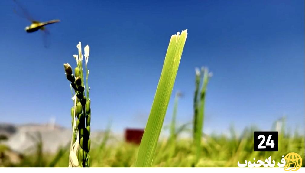 بِشار یاسوج؛ جشنواره سرسبزی و شکرانه دستان کشاورز