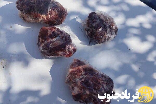 کشف گوشت کل وحشی از منزل متخلف سابقهدار در یاسوج کشف گوشت کل وحشی از منزل متخلف سابقهدار در یاسوج